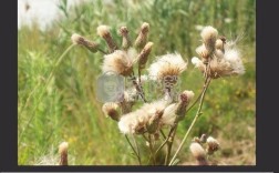 Hornil StylePix教程怎么用？新手必看技巧有哪些？