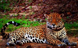 猎豹互联网公司福利有何吸引力？