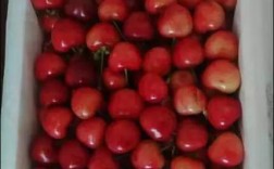 Cheery是什么品牌？