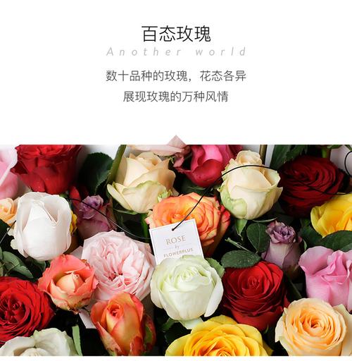 flower plas品牌-图2 flower plas品牌-图2