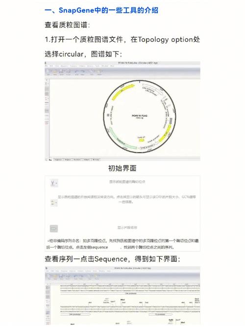 SnapGene Viewer教程如何快速上手?-图1 SnapGene Viewer教程如何快速上手?-图1