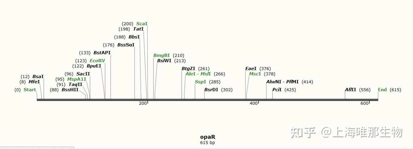 SnapGene Viewer教程如何快速上手?-图2 SnapGene Viewer教程如何快速上手?-图2